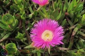 Carpobrotus acinaciformis, Rode middagbloem  (2)